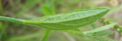 Verbena