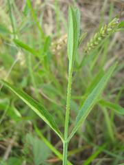 Verbena