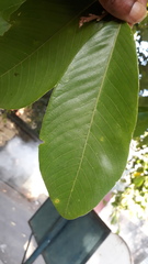 Bridelia retusa