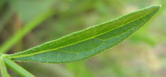 Verbena
