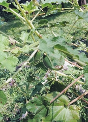 Proboscidea parviflora