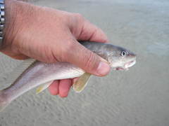 Menticirrhus americanus