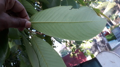Bridelia retusa