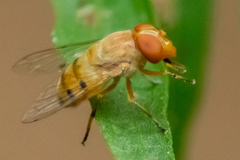 Copestylum sexmaculatum