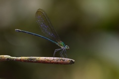 Vestalis nigrescens