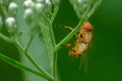 Copestylum sexmaculatum