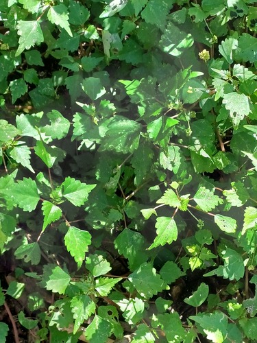 Laportea peduncularis, photograph 5