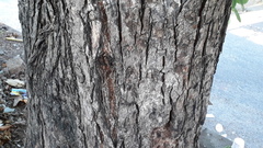 Bridelia retusa