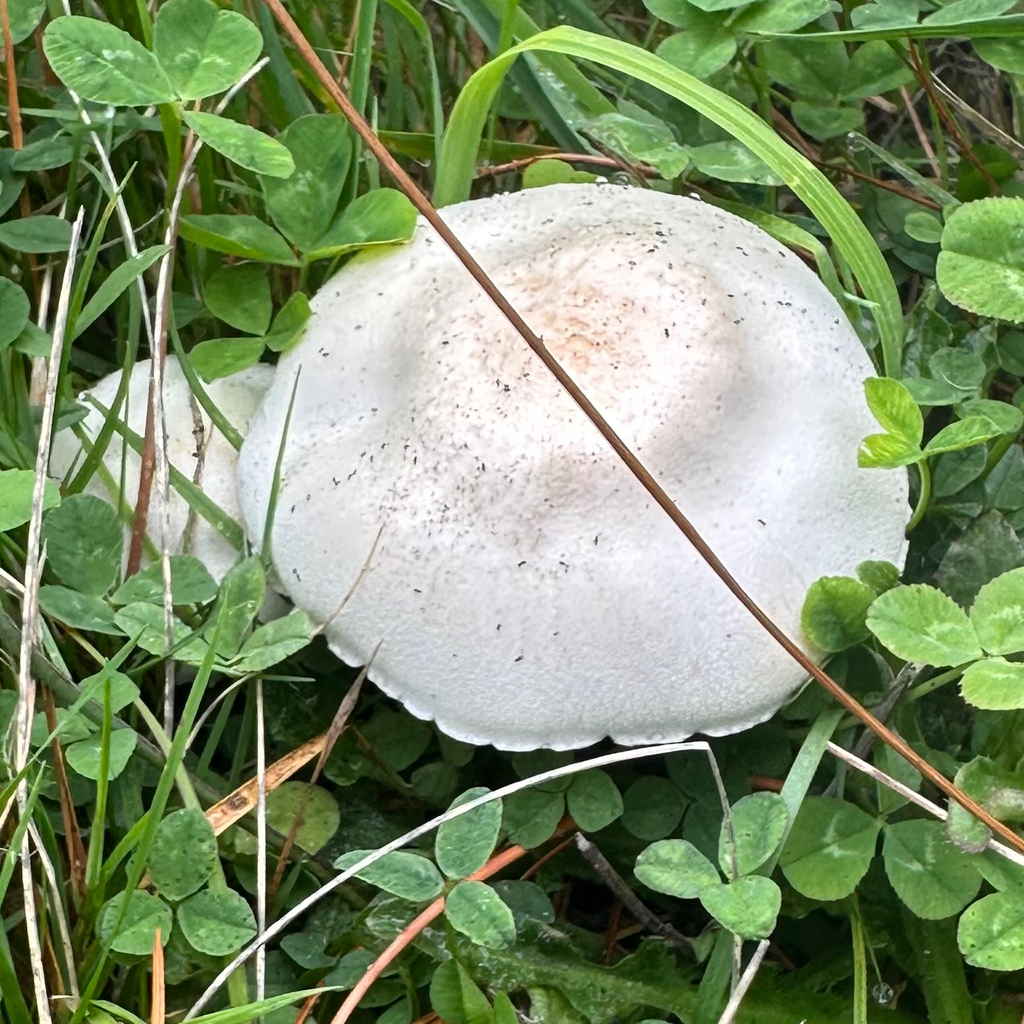 Leucocoprinus leucothites · April 2025 · photo: © southernwanderer (iNaturalist, cc-by)