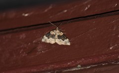 Epirrhoe galiata
