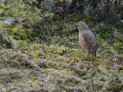 Grallaria quitensis