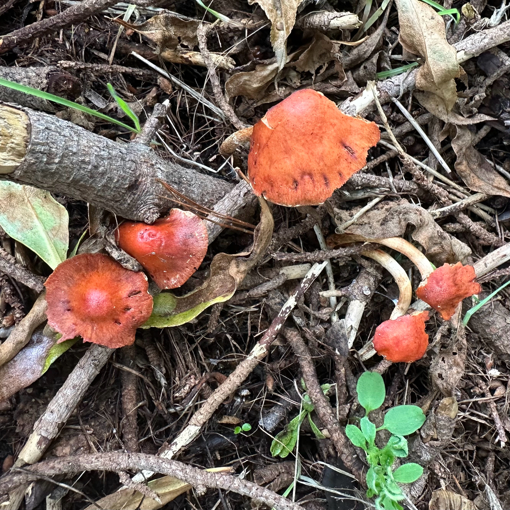 Leratiomyces ceres · April 2025 · photo: © southernwanderer (iNaturalist, cc-by)