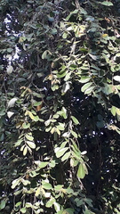 Bridelia retusa
