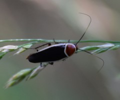 Pseudomops septentrionalis