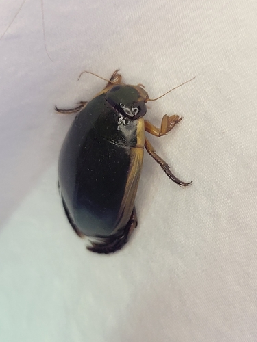 Fringed Diving Beetle photo 5