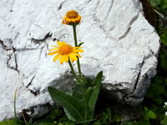 Senecio doronicum