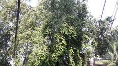Bridelia retusa