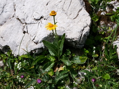 Senecio doronicum