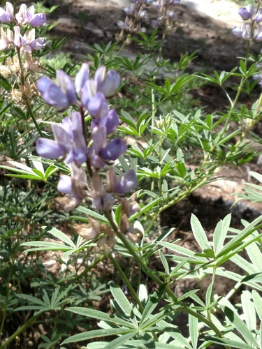 Image of Lupinus hyacinthinus by no rights reserved