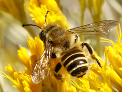 Megachiloides