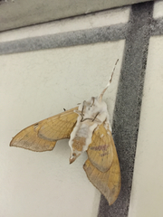 Callambulyx tatarinovii