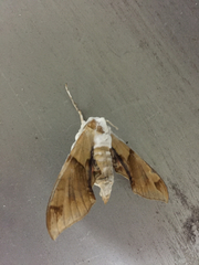 Callambulyx tatarinovii