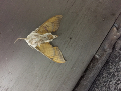 Callambulyx tatarinovii