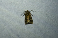 Mesapamea fractilinea