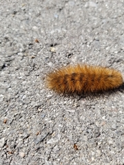 Phragmatobia