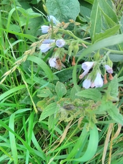 Symphytum officinale