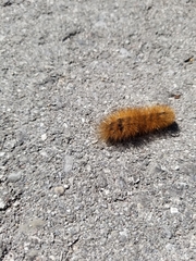 Phragmatobia