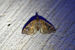 Eulithis flavibrunneata