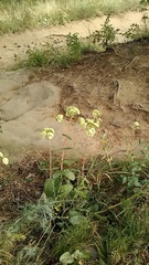 Hylotelephium caucasicum