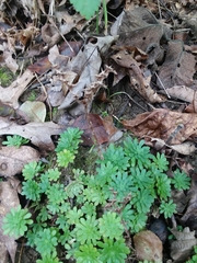 Sedum glaucophyllum