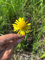 Helenium drummondii