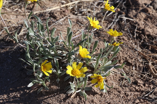 Image of Tetraneuris argentea by no rights reserved