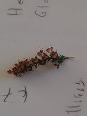 Erica paniculata