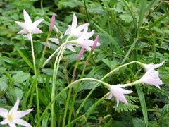 Zephyranthes atamasco