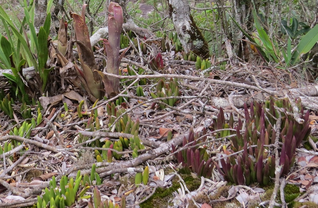Acianthera johannensis