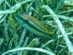 Symphodus ocellatus