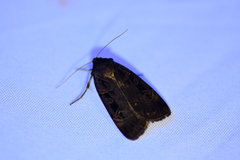 Pseudohermonassa tenuicula