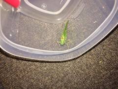 Microcentrum californicum