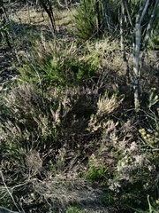 Erica paniculata
