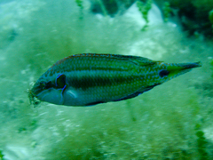 Symphodus ocellatus