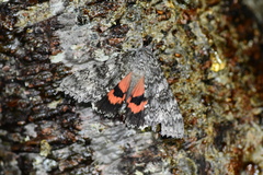 Catocala semirelicta