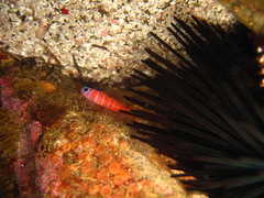 Lythrypnus dalli