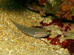 Gobius fallax