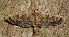 Herpetogramma thestealis