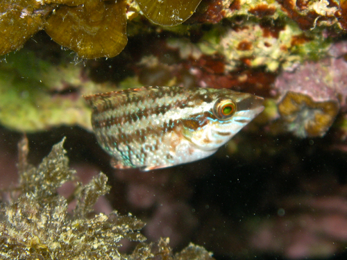 Five-spotted Wrasse
