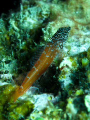 Tripterygion melanurus
